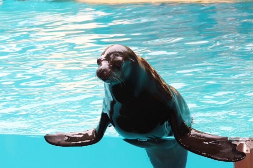 Naked sea lion