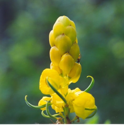 Candelabra flower is an annual Cassia which is the larval plant of sulfur butterflies. This annual is easy to start from seed.