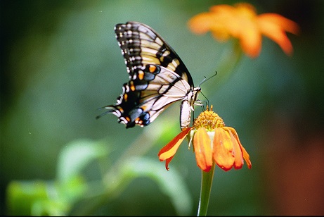 We have photographed many of the beautiful butterflies that inhabit Louisiana.