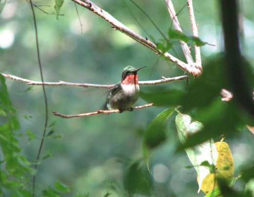 A male ruby-throated hummingbird after a brief skirmish over territory.