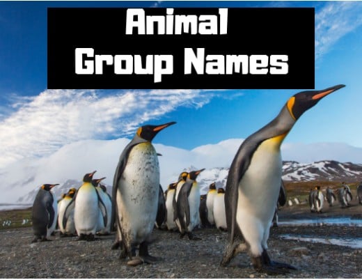 A Comprehensive List of Animal Group Names | Owlcation