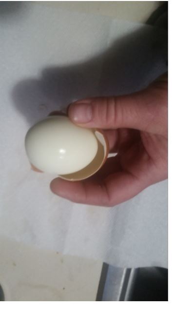 shell and membrane should easily pop away from egg