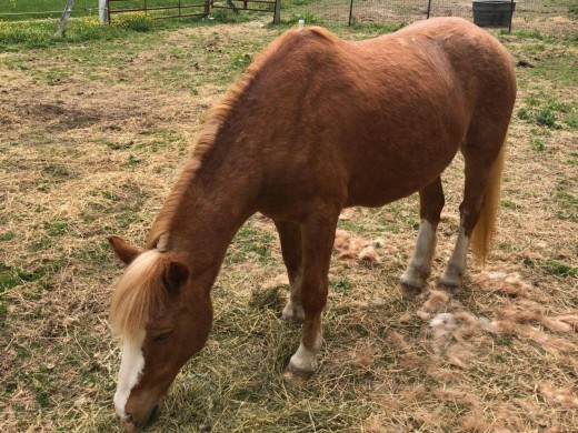 Then there was Ginny, the calmest most gentle pony ever, unfortunately not sound enough for the pony ride string. Luckily, she didn't have to go far, she is being a companion to my friends old horse and is happy as a clam.