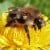 Kansas State Insect: Honey Bee