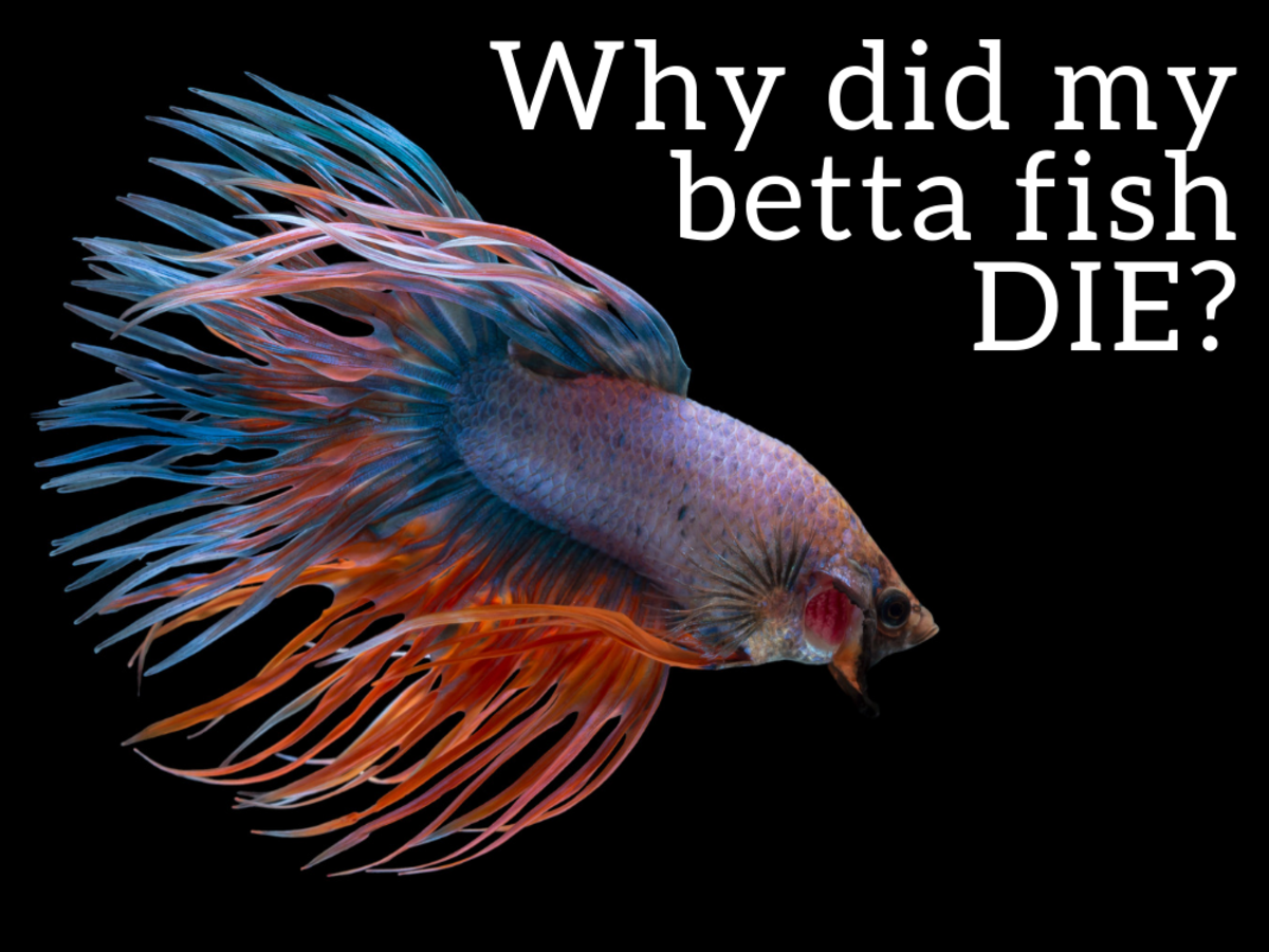 Top 6 Reasons Betta Fish Die And How To Prevent It Pethelpful By Fellow Animal Lovers And Experts,Arabic Date Bread