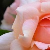rosedean profile image