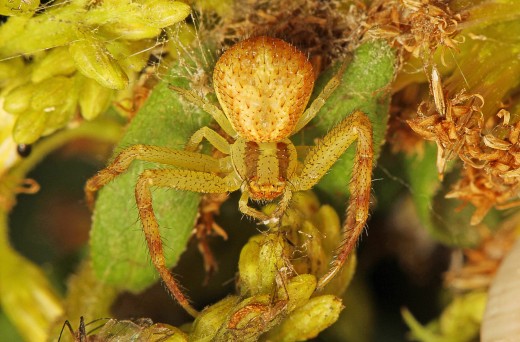 Harvestman The Biology Of Opiliones Classification