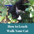 How to Train Your Cat to Walk on a Leash or Cat Harness