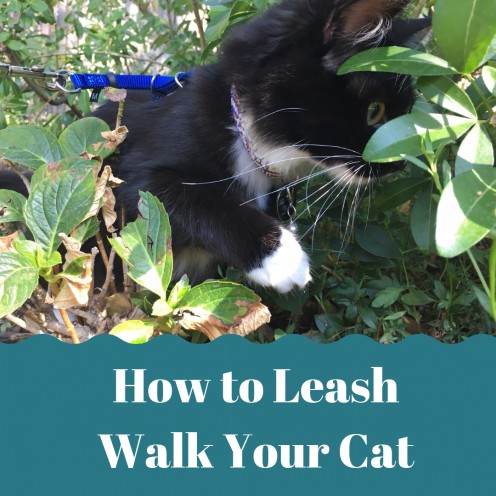 How to Train Your Cat to Walk on a Leash or Cat Harness How to Train Your Cat to Walk on a Leash or Cat Harness