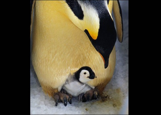 Emperor penguin     Photo from: http://animal.discovery.com/tv/a-list/creature-countdowns/dads/dads-02.html 