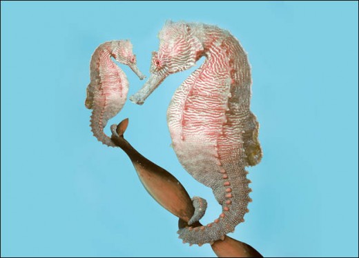 "pregnant" seahorse    Photo from: http://animal.discovery.com/tv/a-list/creature-countdowns/dads/images/dads-seahorse.jpg
