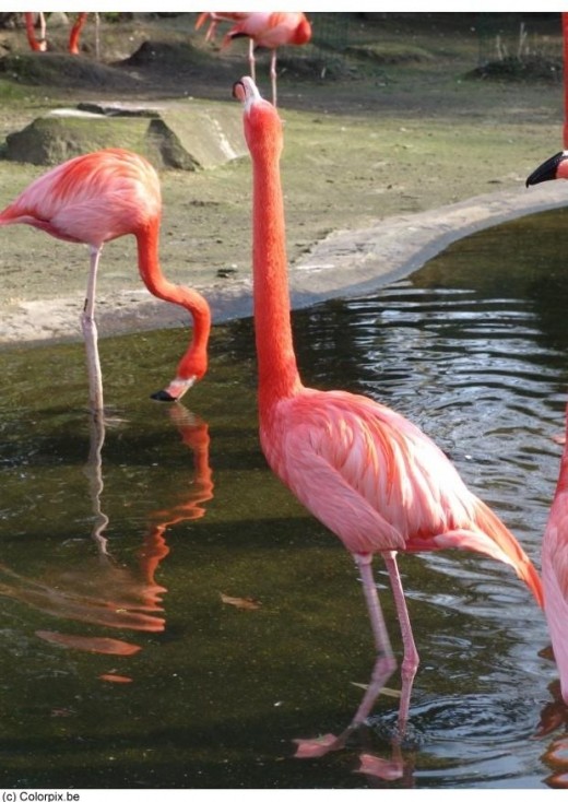 Flamingo Photo from: http://www.edupics.com/en-coloring-pictures-pages-photo-flamingo-p7854.jpg 