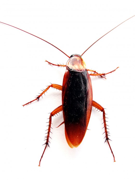 Cockroach Photo from: http://upload.wikimedia.org/wikipedia/commons/4/49/Cockroach_closeup.jpg