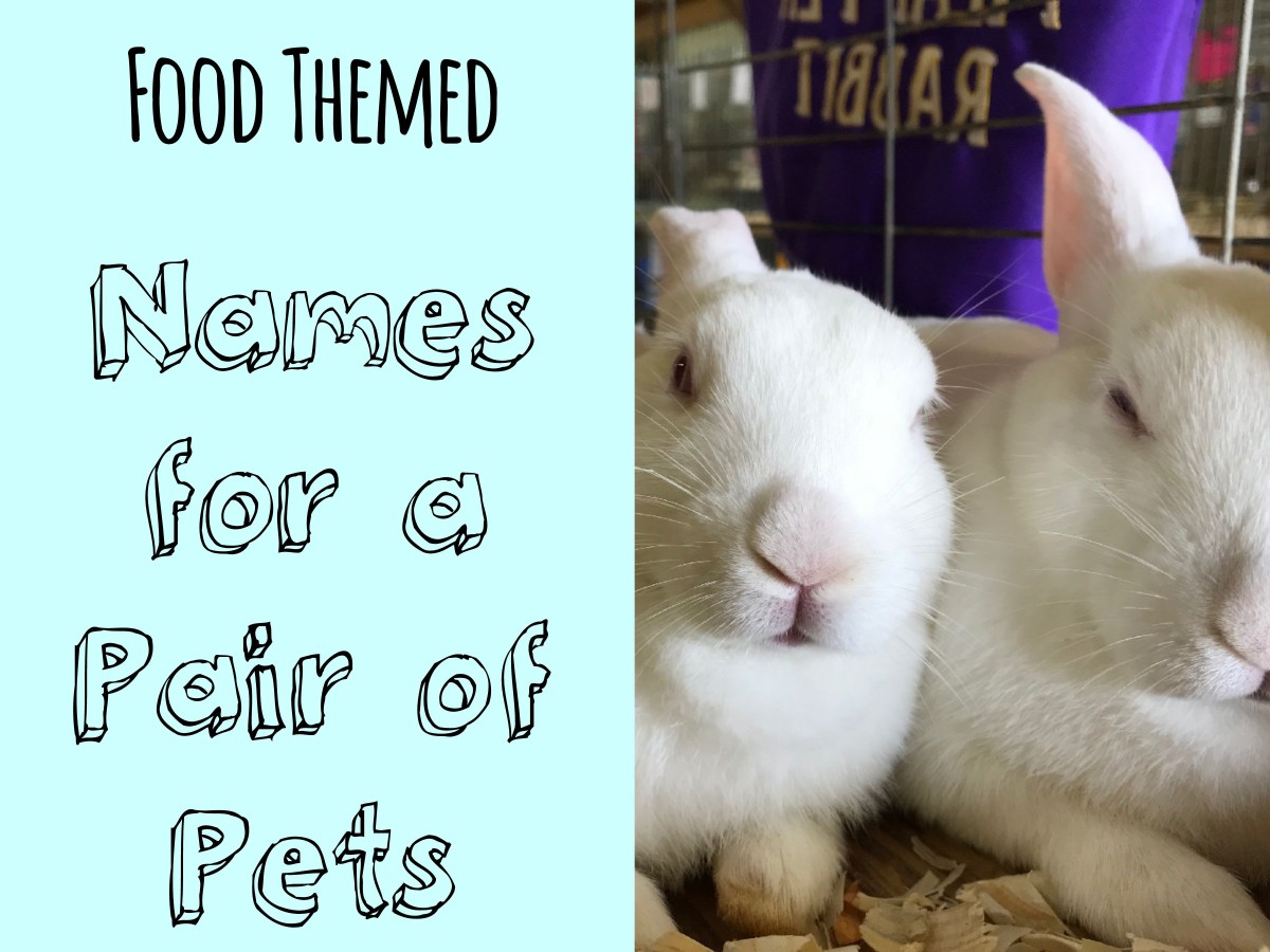 500 Cute And Clever Names For Pairs Of Pets Pethelpful