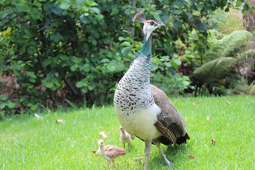 Peahen with peachicks