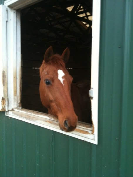Maybe you want your horse to have a stall with a window to look out of... know what you are looking for in a barn.