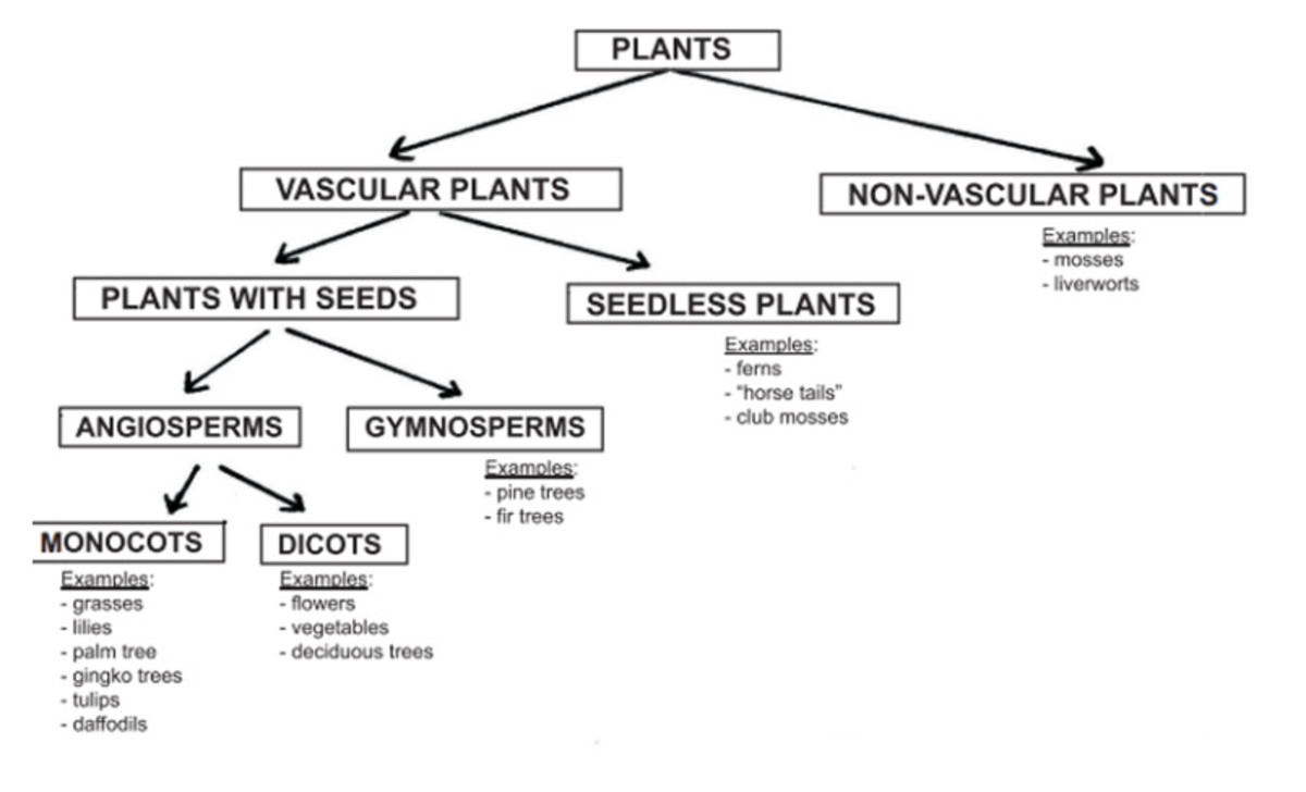 Plant Taxonomy Chart