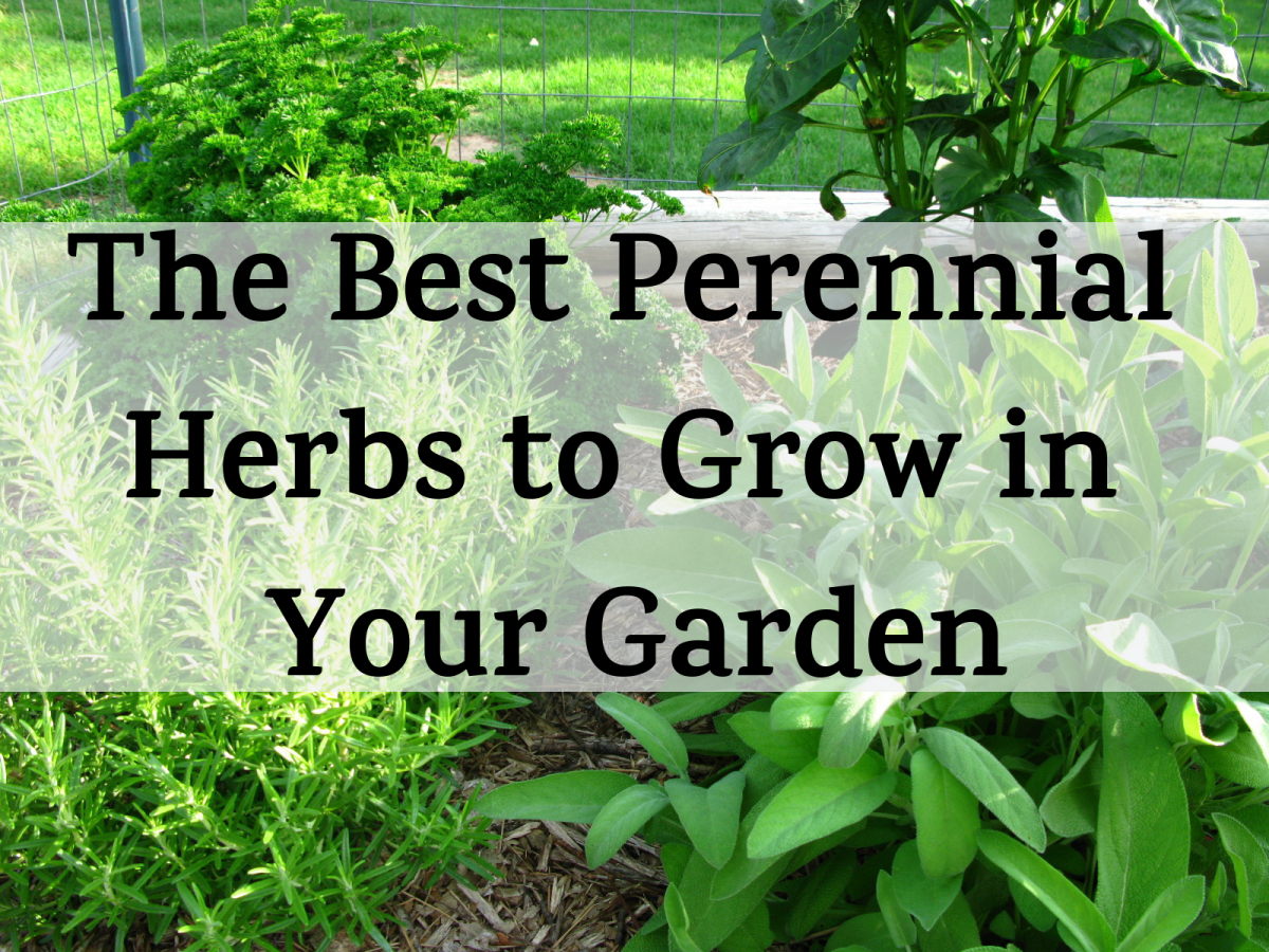 9 Herbs For Your Perennial Herb Garden Dengarden