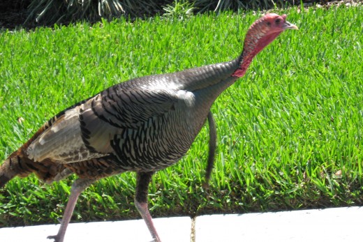 A wild turkey hastens past my house in Florida. 