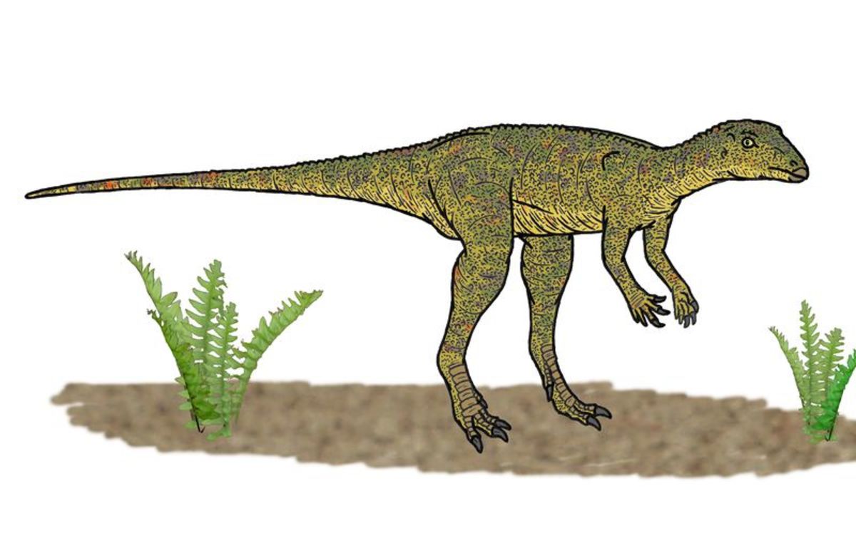 Artist's impression of Lesothosaurus