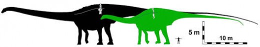 Maraapunisaurus as a diplodocid (black) and as a rebbachisaurid (green), by Kenneth Carpenter.