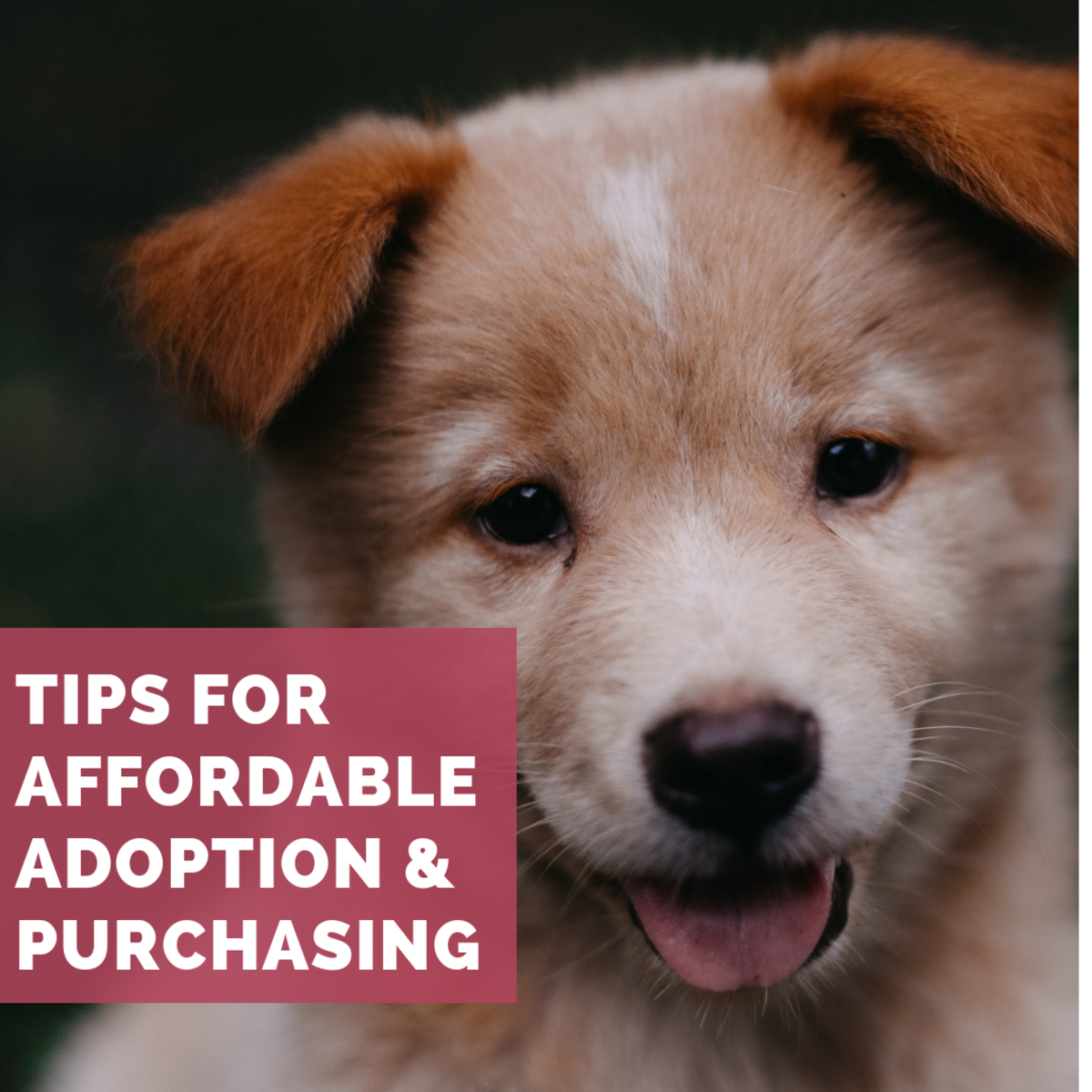 The Best Places To Find A Really Cheap Puppy Pethelpful