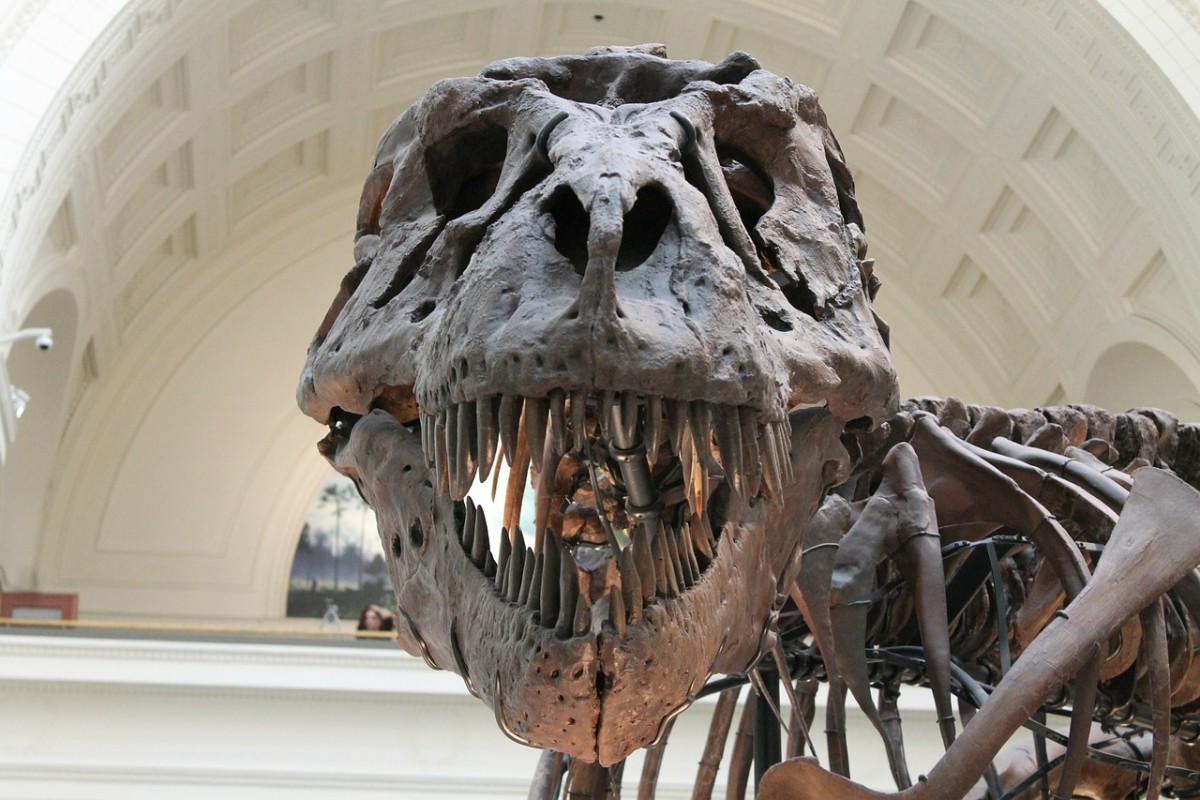 T rex fossil