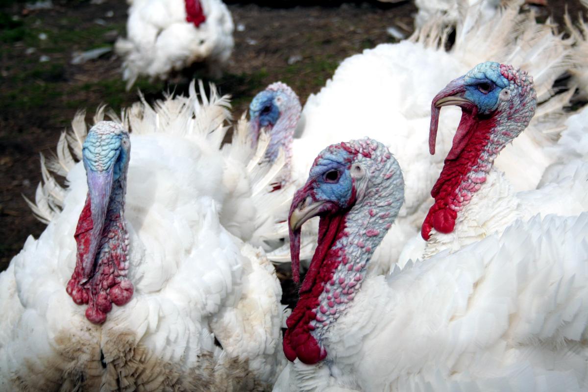 Fun Fact: a Group of Turkeys is actually called a "rafter", not a flock. 