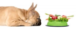 Can You Feed a Dog a Vegetarian Diet?