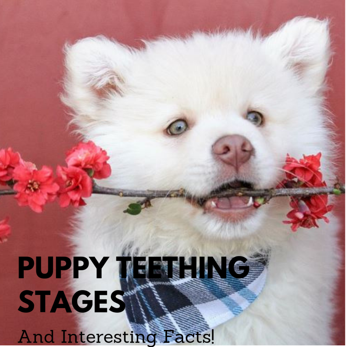 Canine Puppy Teeth Chart