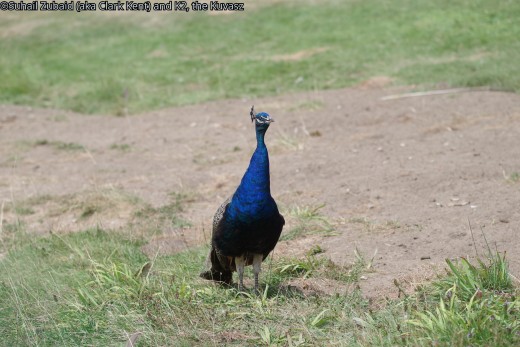 Peacocks like this one are found in western Punjab and in Sindh provinces.