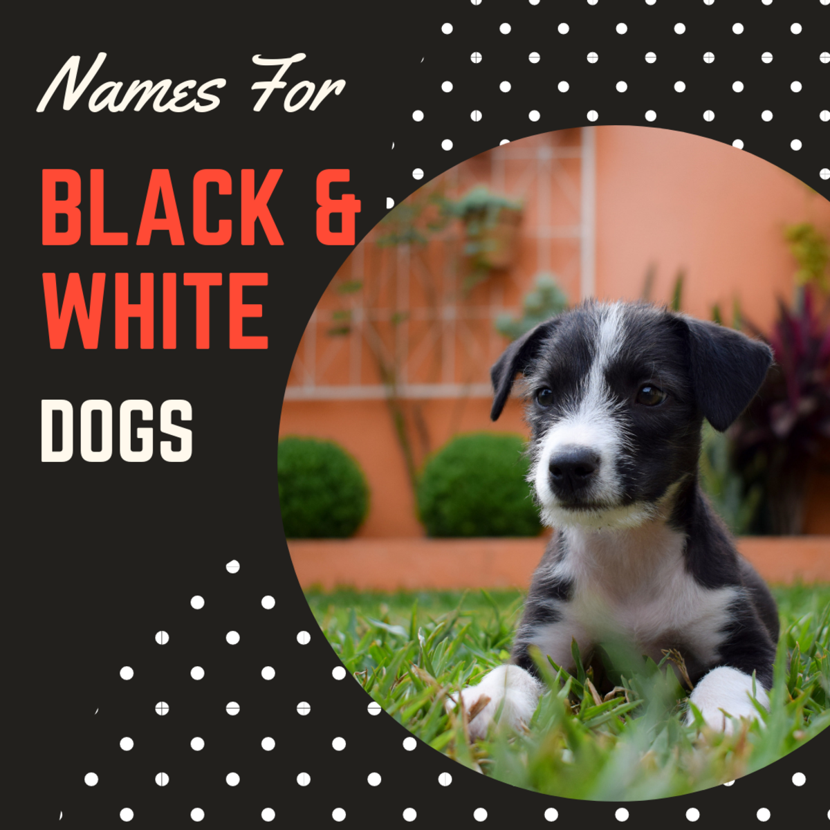 100 Creative Cute And Cool Black And White Dog Names Pethelpful
