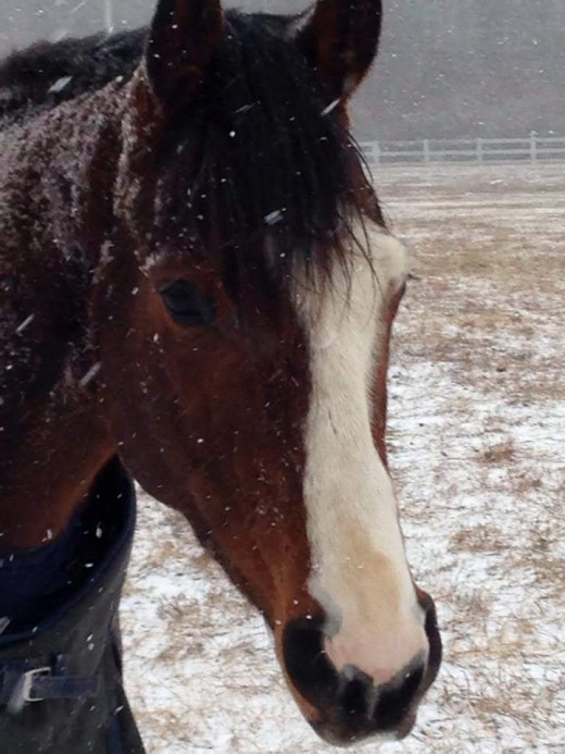 I must admit my sweet boy Danny looked pretty cute with snow flakes on his little face.
