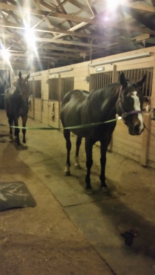 I'm just as horse crazy now as I was as a kid. This is one of my favorite ways to spend time with my horses, grooming and hanging out with them in the evening when the barn is nice and quiet.