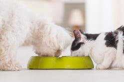 Pets & Food: The Good, The Bad, and the Okay