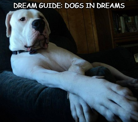 white dog in dream white dog in dream