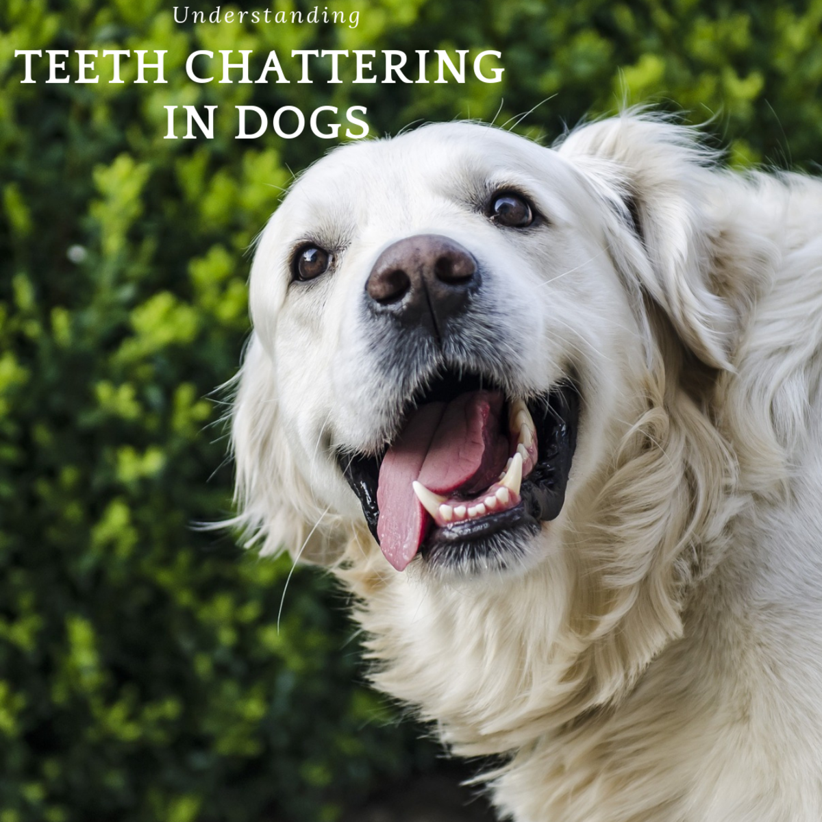 Understanding Your Dog S Teeth Chattering Pethelpful