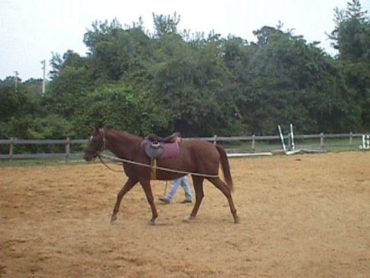 Sometime lunging can be helpful if done properly.