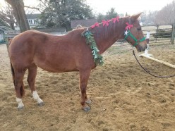Ultimate Horse Lovers Gift Guide