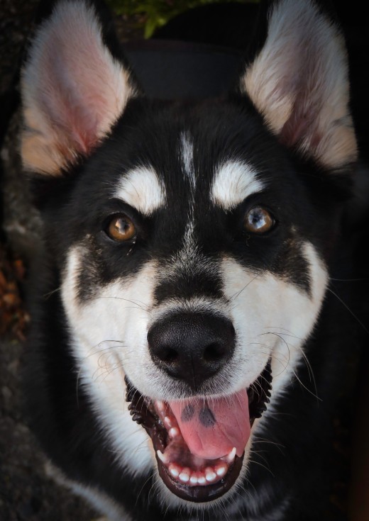 What's" Mutt" to Love?!