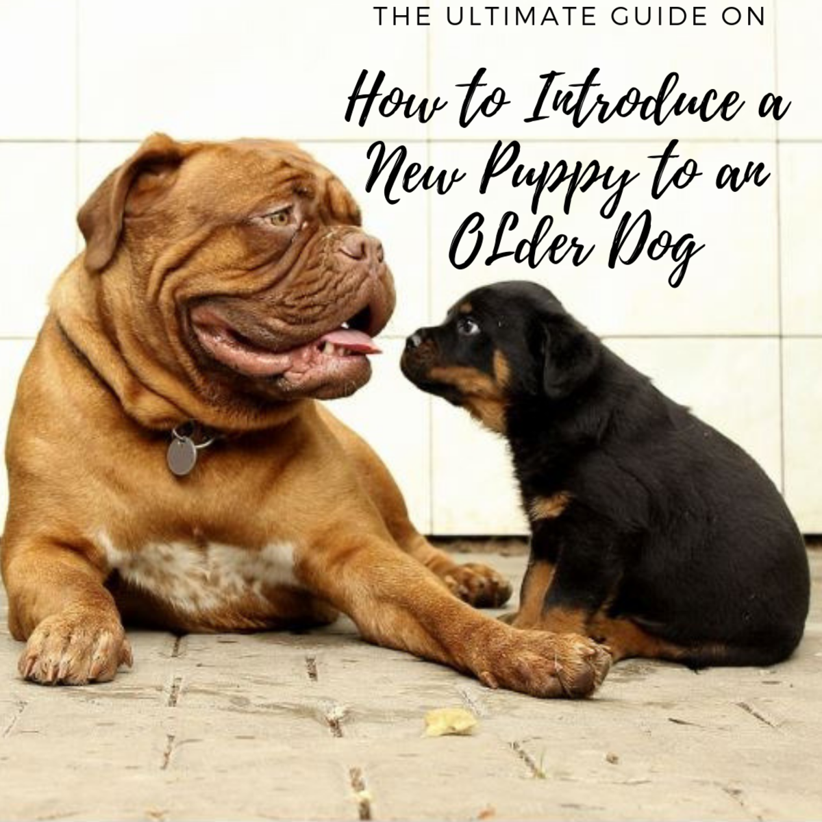 How to Introduce a New Puppy to an Older Dog PetHelpful