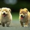 dogluverforever profile image