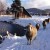 Winter in Vermont with sheep