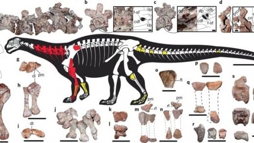 Known remains and projected anatomy of Ingentia, by Cecilia Apaldetti et al.