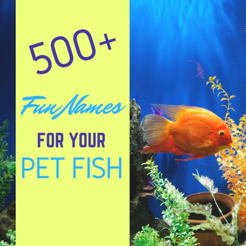 500+ Cool and Creative Fish Names for Goldfish and Bettas 500+ Cool and Creative Fish Names for Goldfish and Bettas
