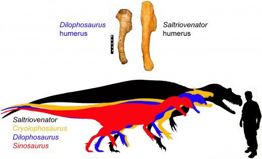 Saltriovenator next to a human being and three similarly-aged theropods, by Marco Auditore et al.