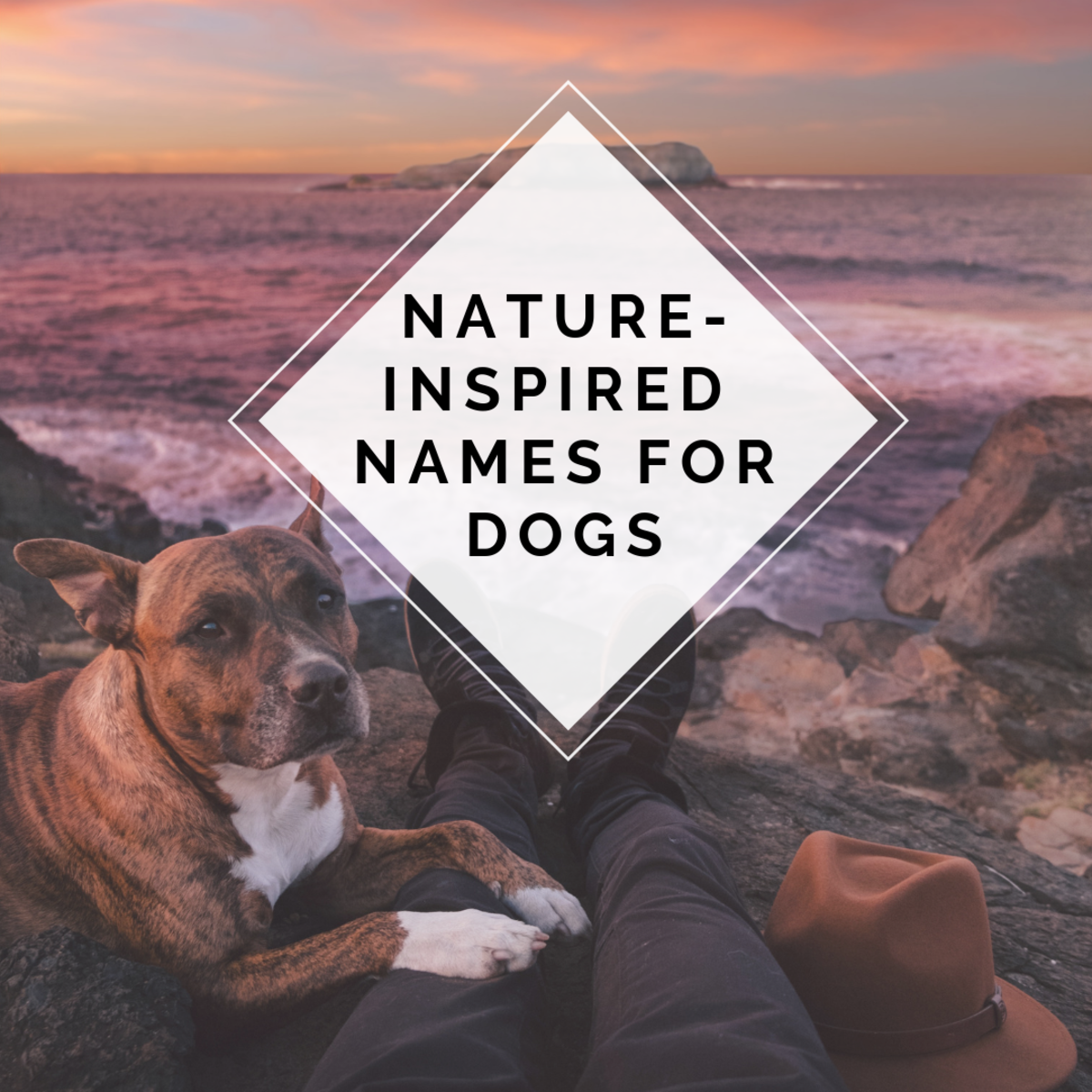 100 Nature Inspired Names For Your Dog With Meaning Pethelpful