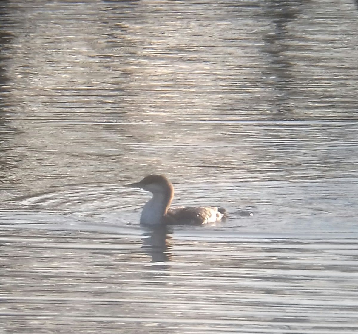 Birding Trip Report: Black-Throated Diver at Arrow Valley Lake, Worcestershire Christmas 2018