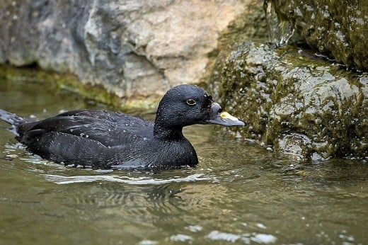A photograph of a drake Common Scoter taken at WWT Arundel in Sussex.