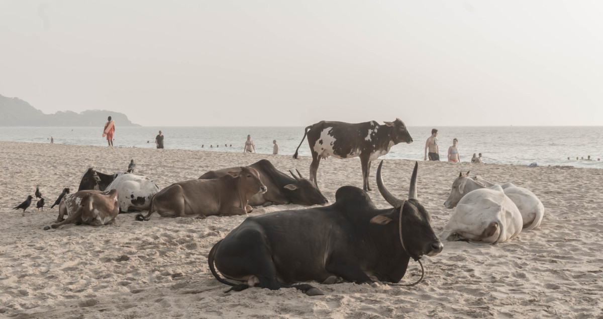 Cows on the beach at Agonda in Goa